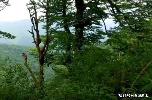 佩洛西又搞事！要FBI调查“亲俄分子”被批“妄想”